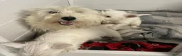 West Highland Terrier dogs for sale: Beautiful Westie puppies for sale  - Advert 5