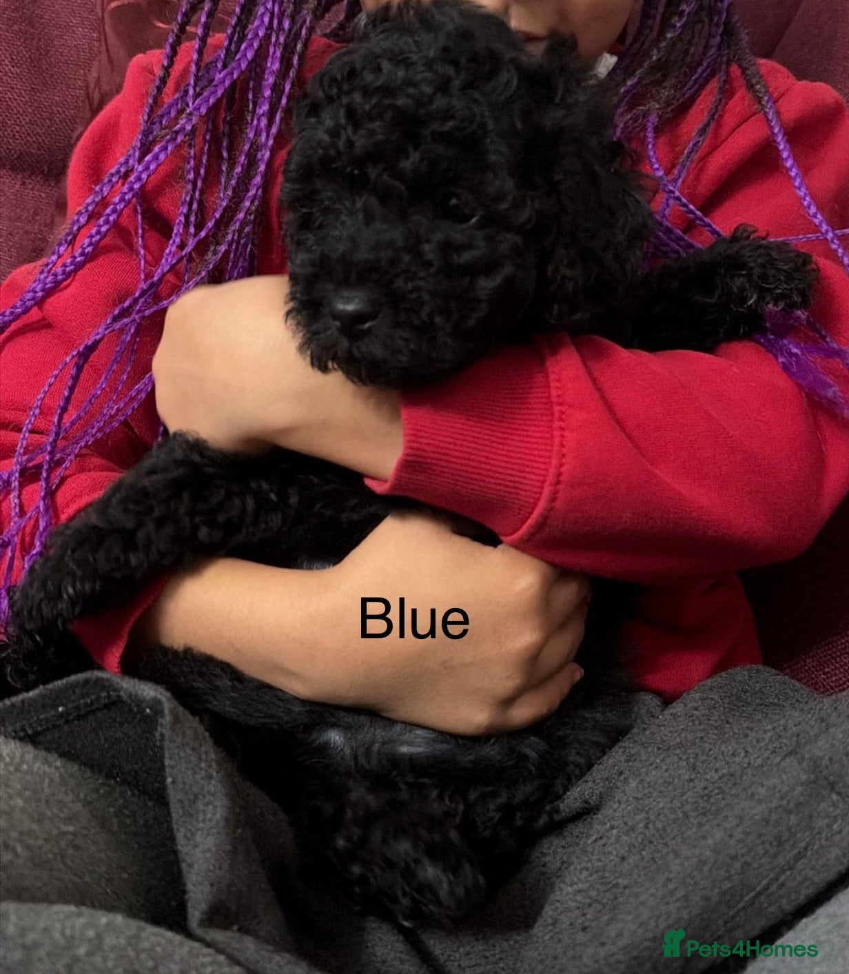 Toy Poodle dogs Last beautiful black male toy poodle & chipoo - Advert 2