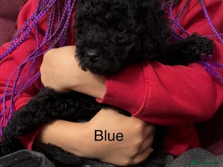 Toy Poodle dogs Last beautiful black male toy poodle & chipoo - Advert 2
