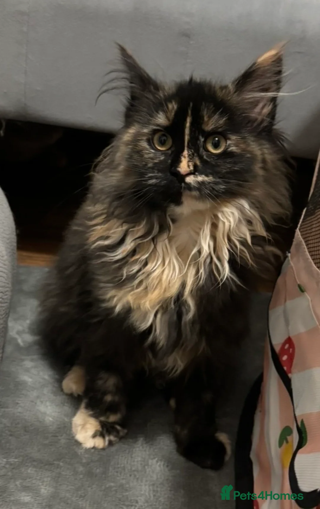 Maine Coon cats for sale: Stunning Maine Coon Girl Big Fluffy Coat  - Advert 4