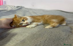 British Shorthair cats for sale: Four kittens ready to go (prices vary) - Image 6