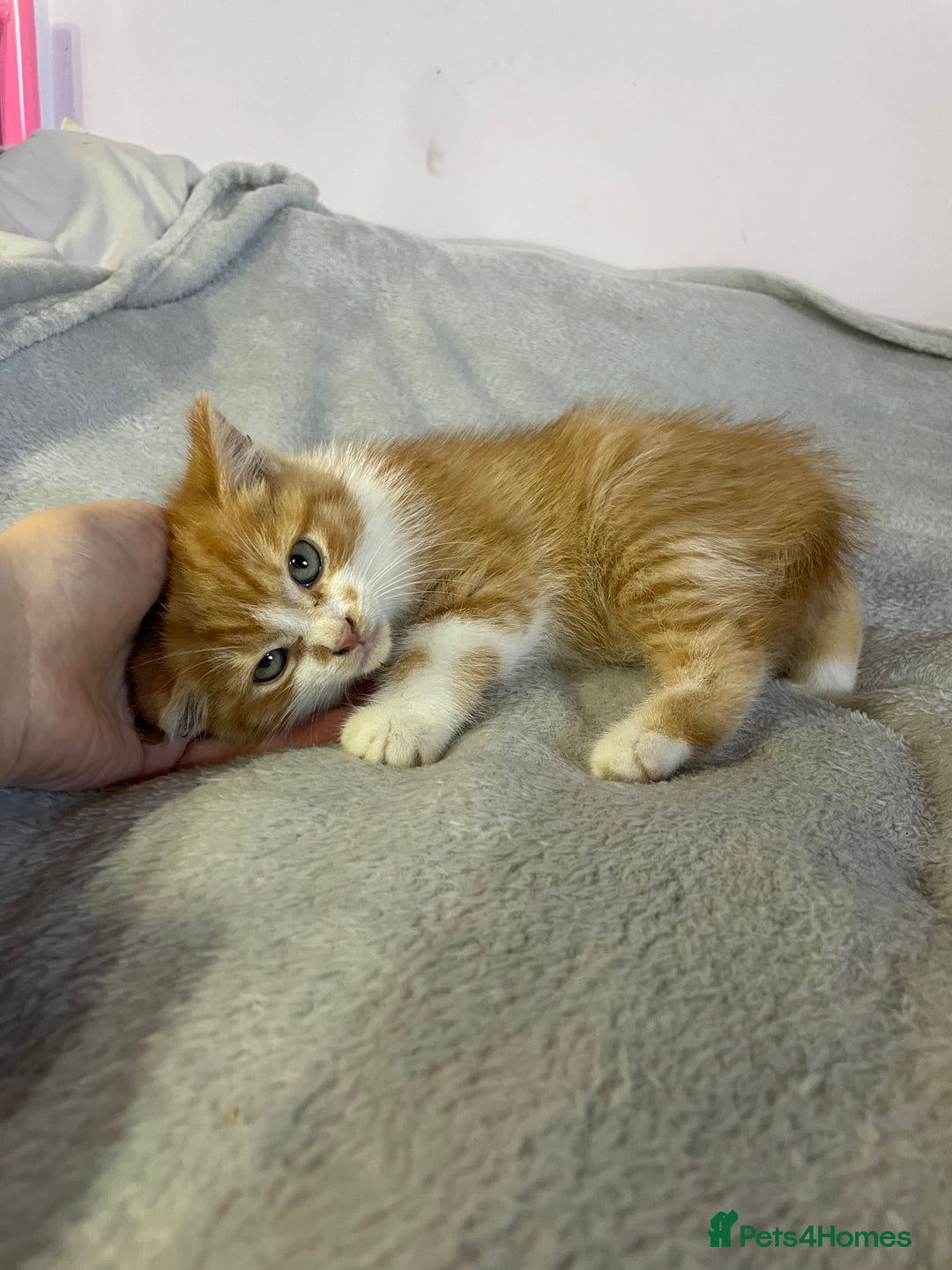 British Shorthair cats for sale: Four kittens ready to go (prices vary) - Image 6