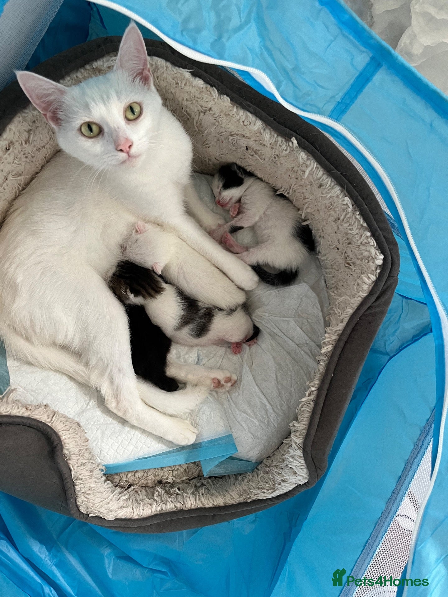 Mixed Breed cats Mix Angora kittens  - Advert 2
