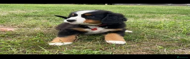 Bernese Mountain Dog 3