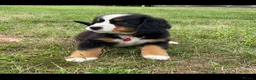 Bernese Mountain Dog dogs for sale: Kids Trained Bernese Puppies  in London - Advert 17