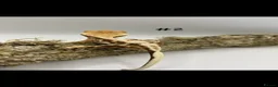 Gecko reptiles for sale: NEW Adult + Juvenile Crested Geckos + Lilly Whites - Advert 5