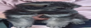 German Shepherd 6