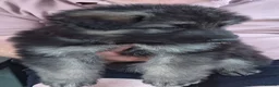 German Shepherd dogs for sale: Long Hair German Shepherd Puppies  in Chorley - Advert 8