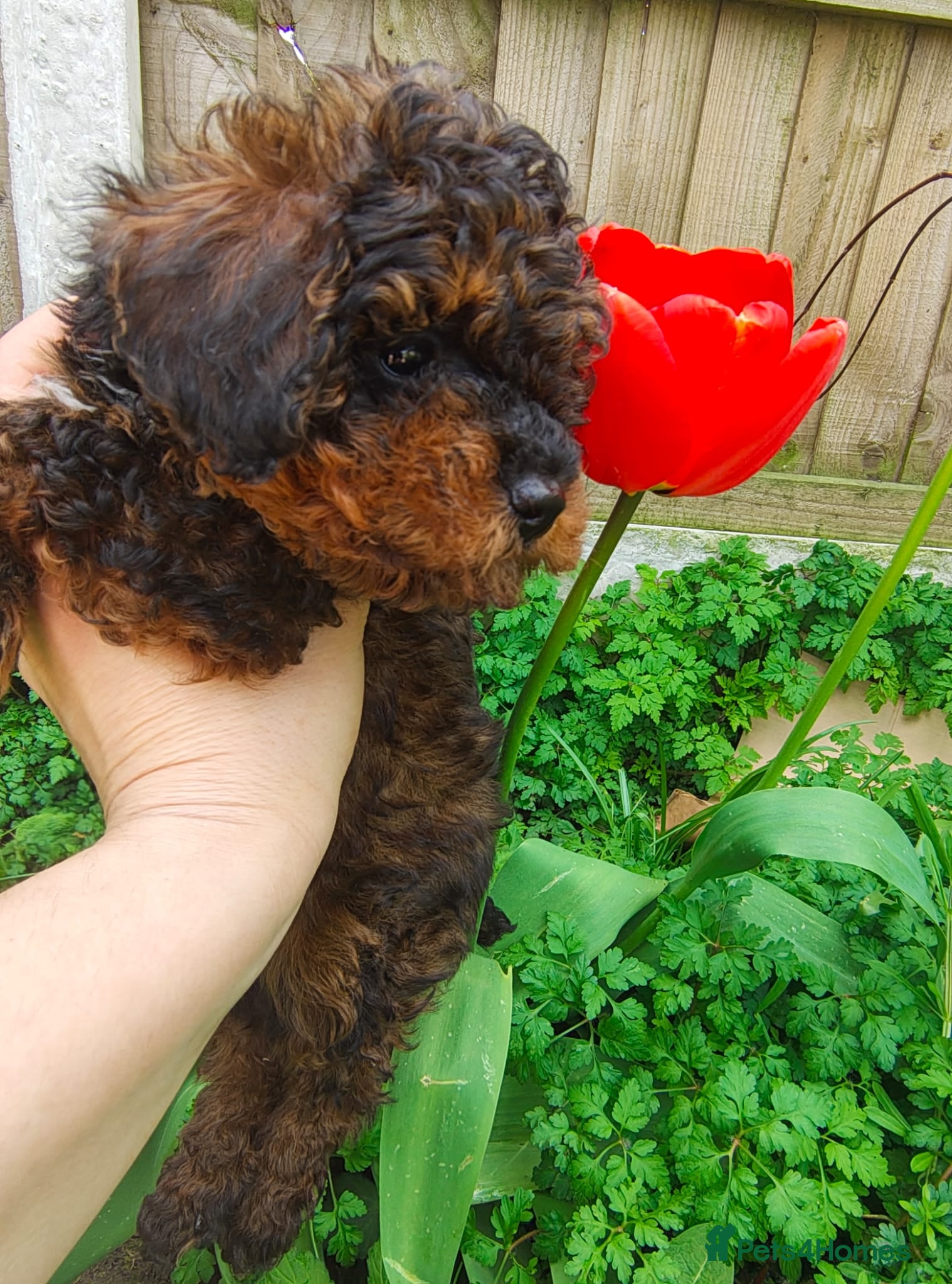 Toy Poodle dogs Toy Poodle Pup KCreg. Not for breeding. Price down - Advert 18