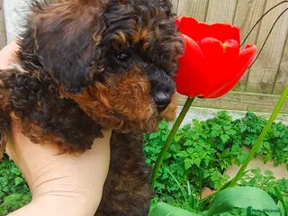 Toy Poodle dogs Toy Poodle Pup KCreg. Not for breeding. Price down - Advert 18