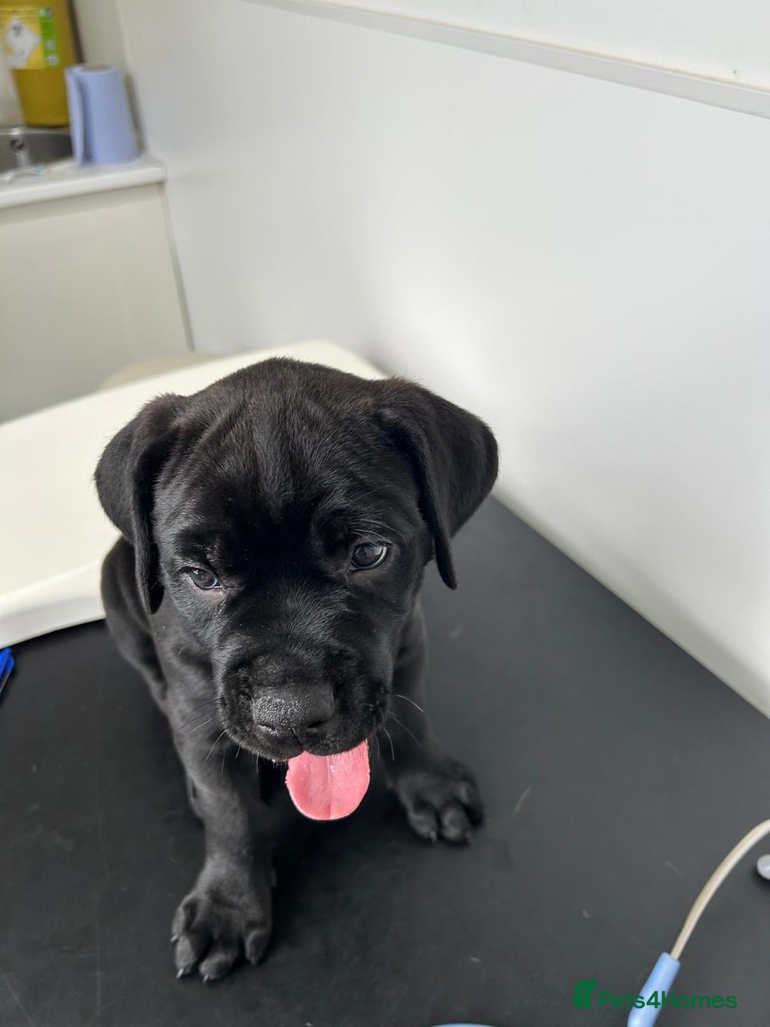 Mixed Breed dogs for sale: Adorable Rottweiler Dogue de Bordeaux x Cane Corso - Image 18
