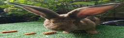 Continental Giant rabbits for sale: Super Stars  Stud Service -Beautiful PROVEN Bucks  - Advert 14
