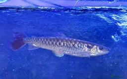 Piranhas fish for sale: RED BELLY PIRHANA/TINFOIL BARBS/PINKTAIL CHALCEUS - Image 6