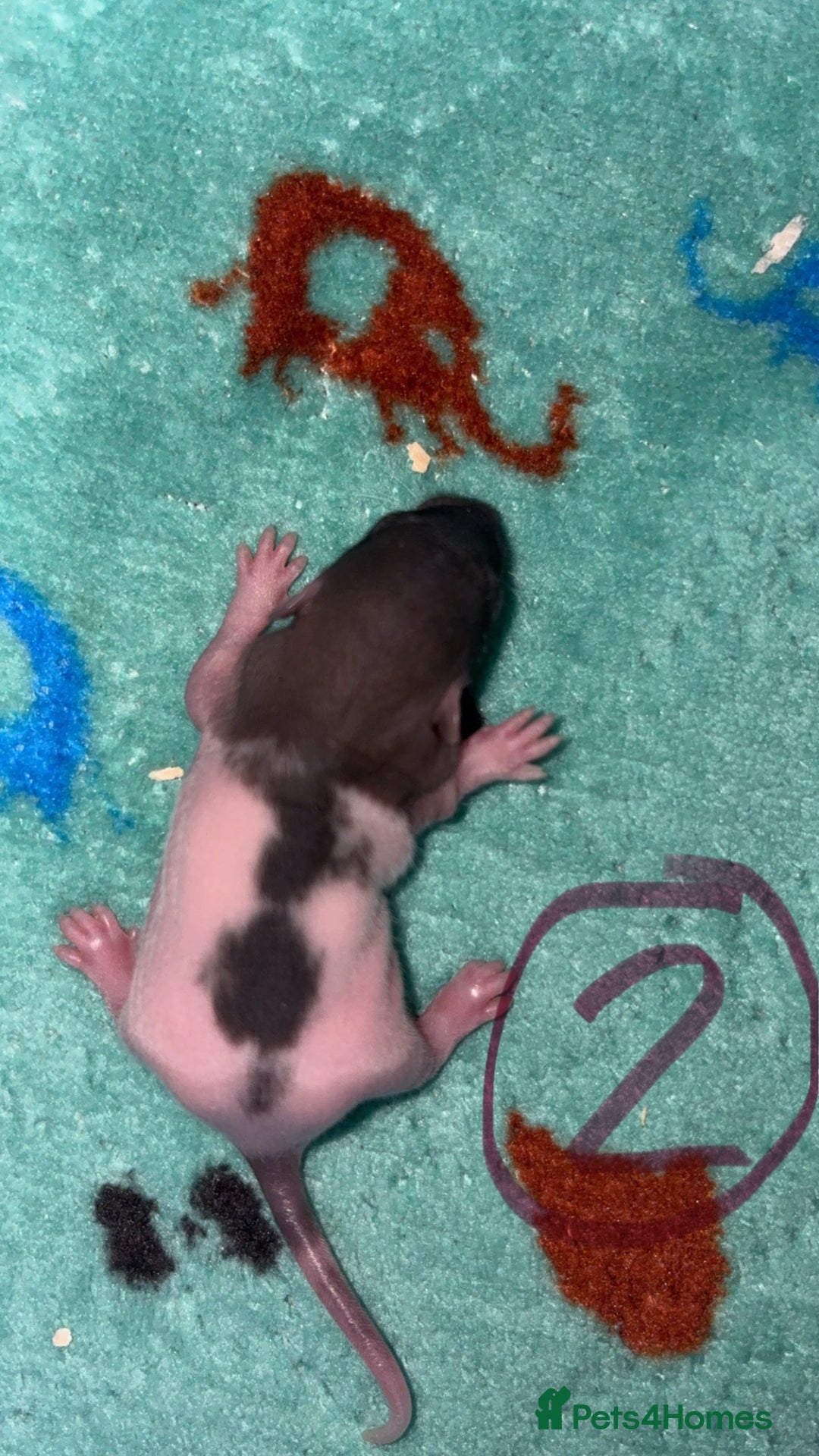Rat rodents for sale: Babies rats (waiting list) in Honiton - Image 9