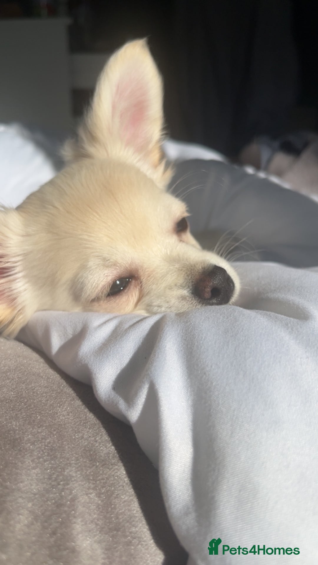 Chihuahua dogs for stud: chihuahua for stud - Advert 1