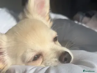 Chihuahua dogs chihuahua for stud - Advert 10