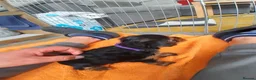 Yorkshire Terrier dogs for sale: Beautiful puppies - Advert 16