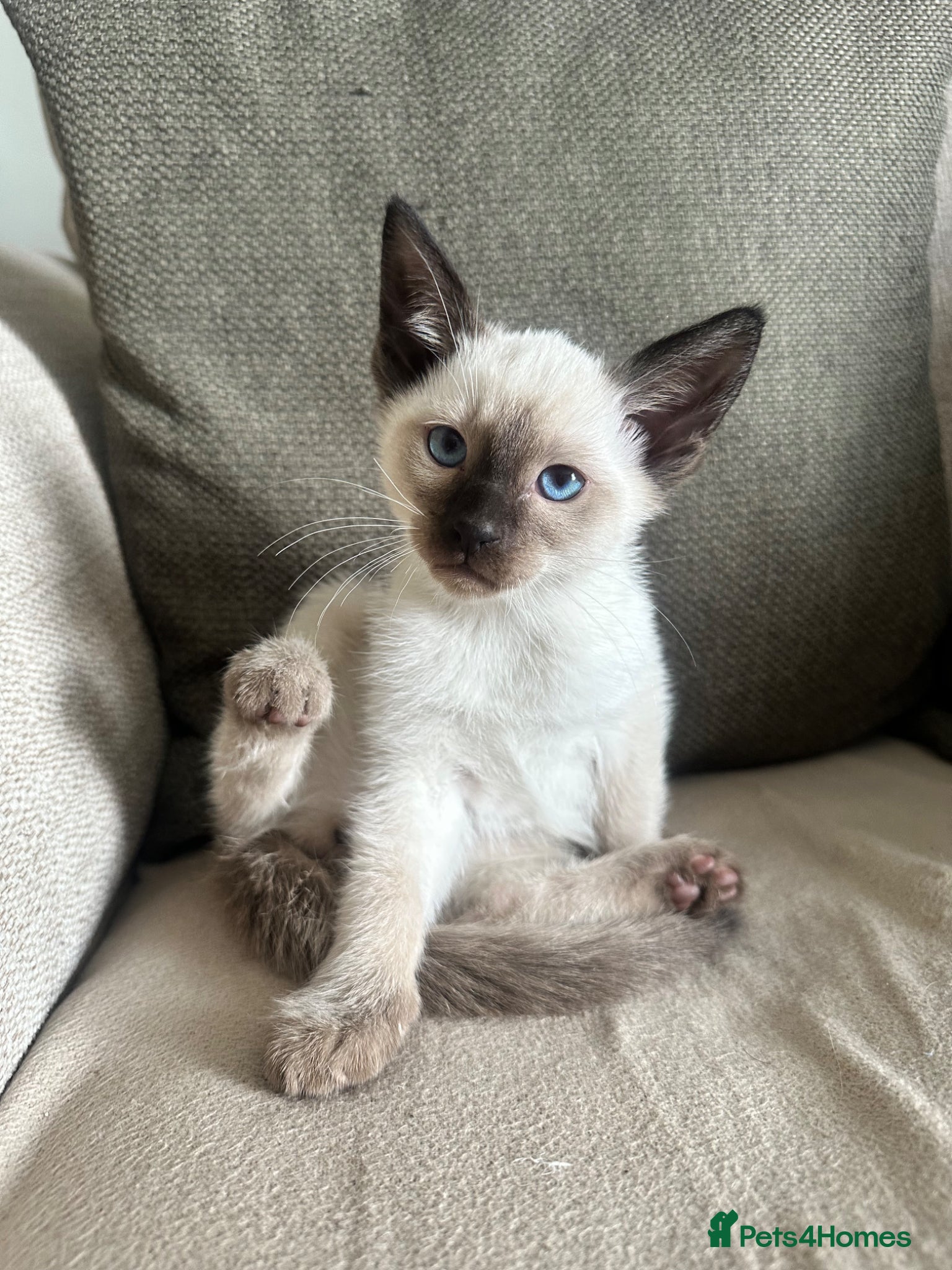 Siamese cats Siamese Kittens  - Advert 1