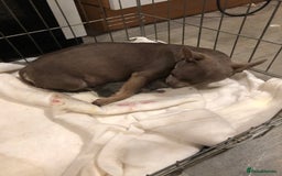 Chihuahua dogs for sale: 3YR OLD CHIHUAHUA - Image 5
