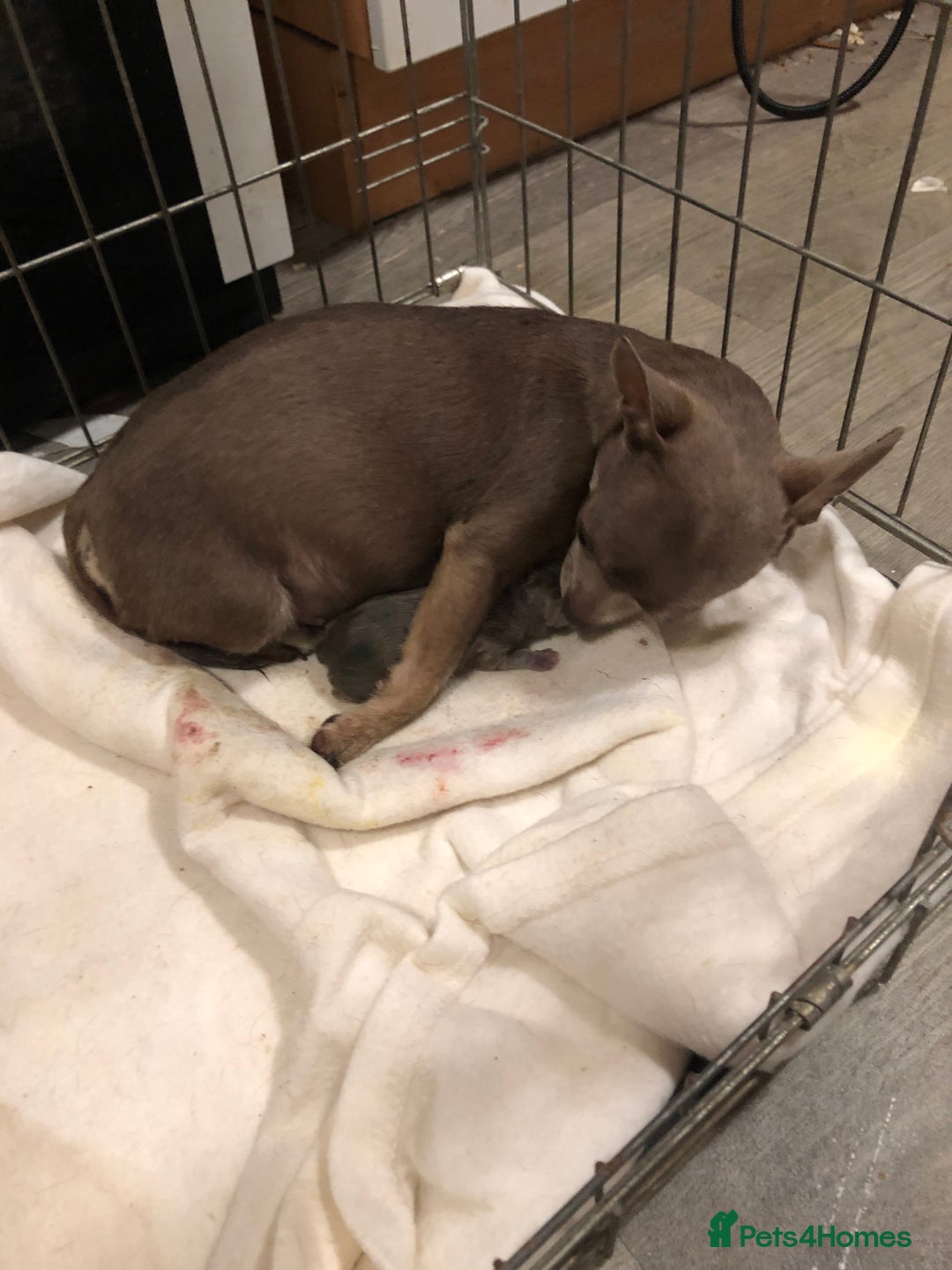 Chihuahua dogs for sale: 3YR OLD CHIHUAHUA - Image 5