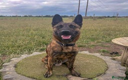 Mixed Breed dogs for adoption: BEAUTIFUL BUZZ  - Image 2