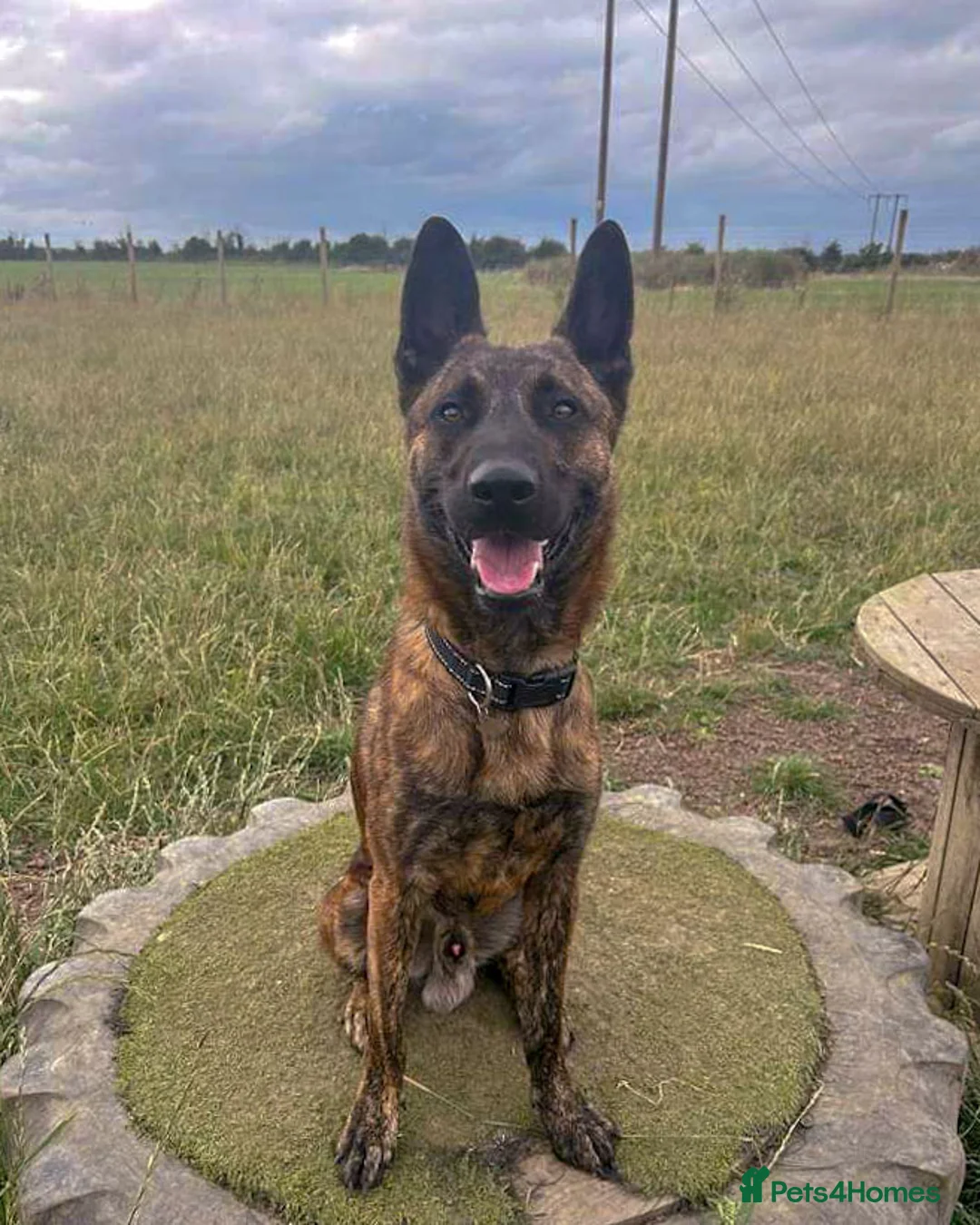 Mixed Breed dogs for adoption: BEAUTIFUL BUZZ  - Advert 2