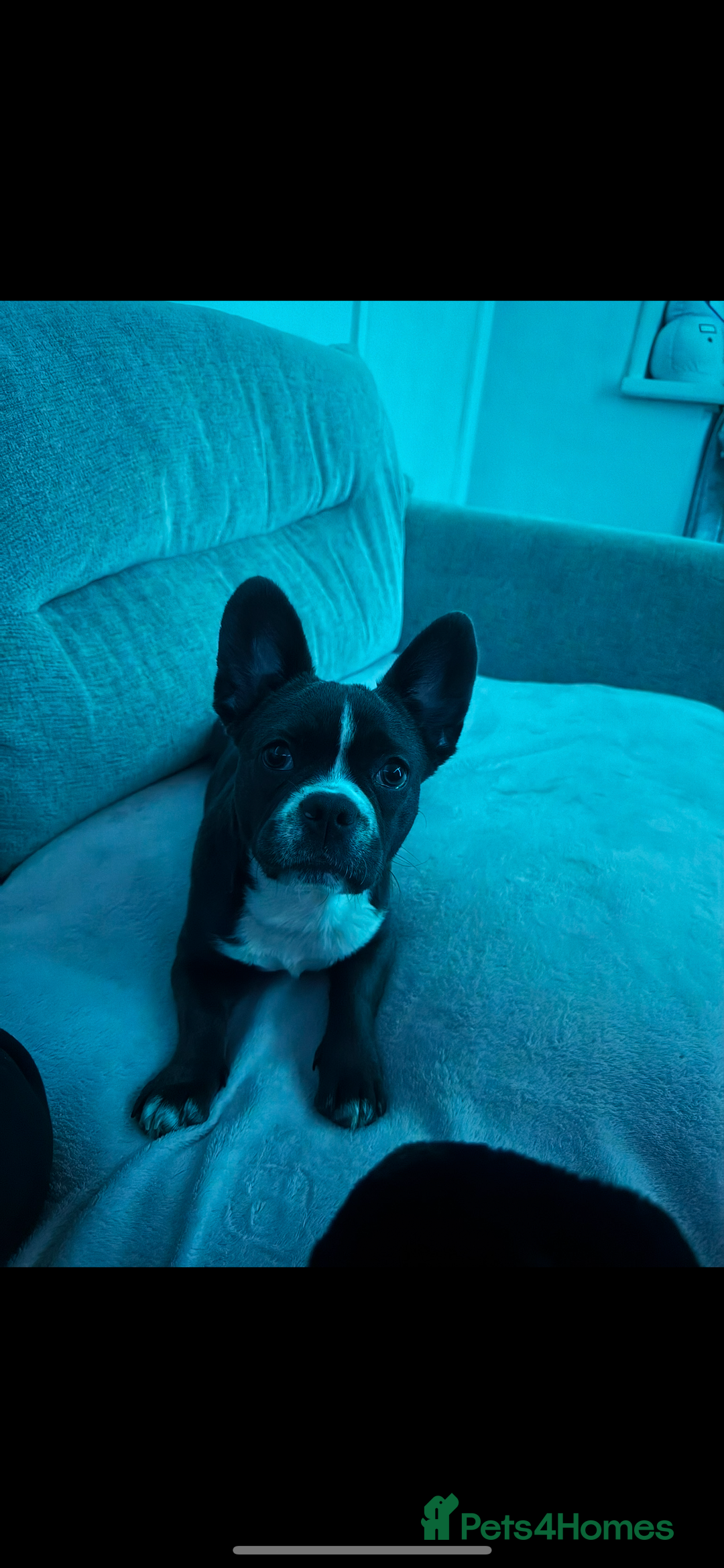 Mixed Breed dogs for sale: Mixed bread  - Advert 2