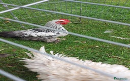 Chickens poultry for sale: 10 x Roosters *FREE*POLISH,serama,pekin *FREE* in Spilsby - Image 4
