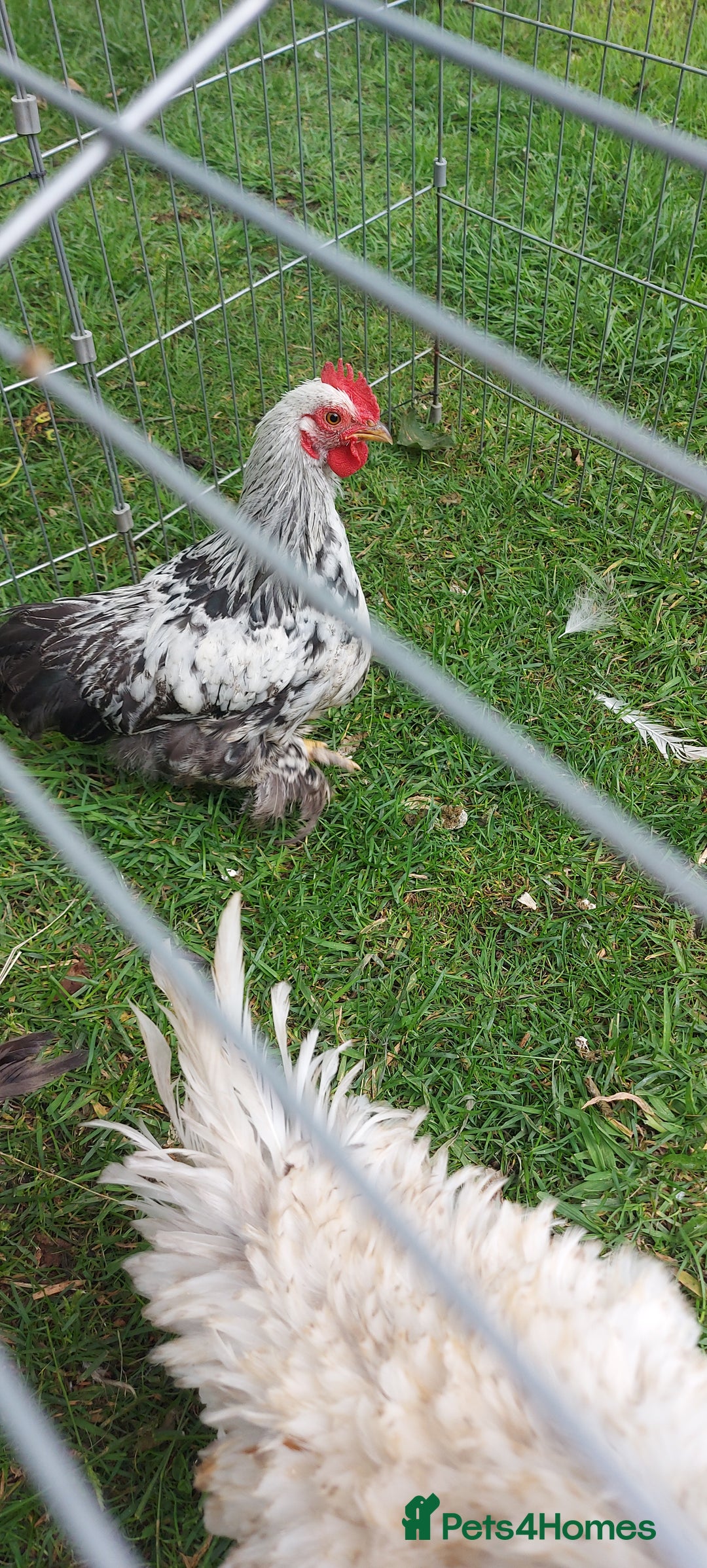 Chickens poultry for sale: 10 x Roosters *FREE*POLISH,serama,pekin *FREE* in Spilsby - Image 4