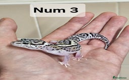 Leopard Gecko reptiles for sale: Blacknight macksnows and supersnows in tremper - Image 28