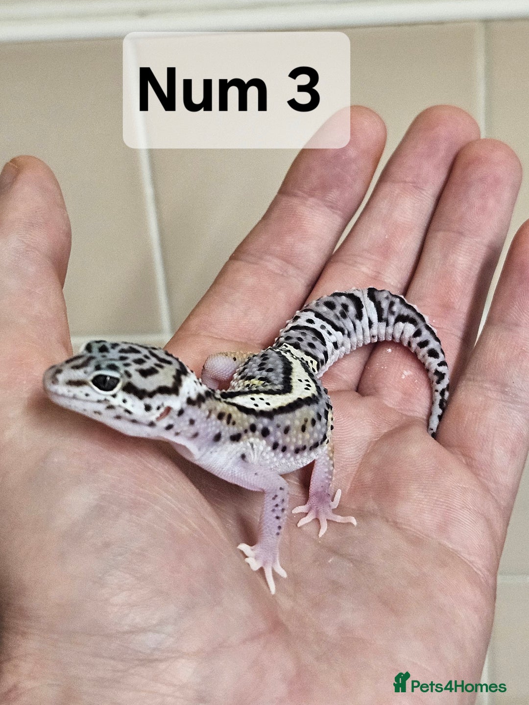 Leopard Gecko reptiles for sale: Blacknight macksnows and supersnows in tremper - Image 28
