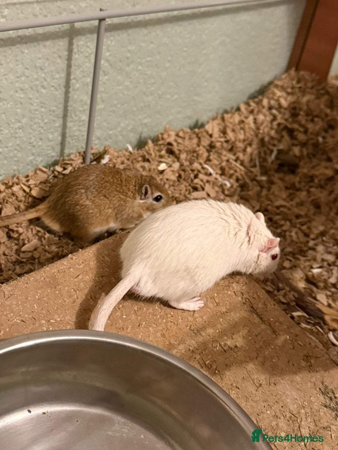 Gerbil rodents for sale: 2x boy gerbils inc all accessories  - Advert 5