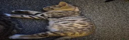 Bengal cats for sale: Bengal Tabby - Advert 3