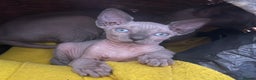 Sphynx cats for sale: Beautiful Canadian sphynx queen  - Advert 5