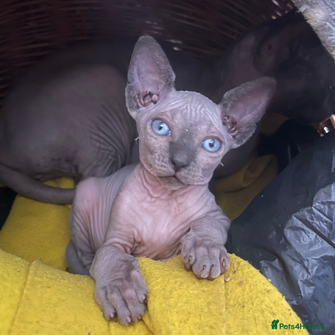 Sphynx cats for sale: Beautiful Canadian sphynx queen  - Advert 5