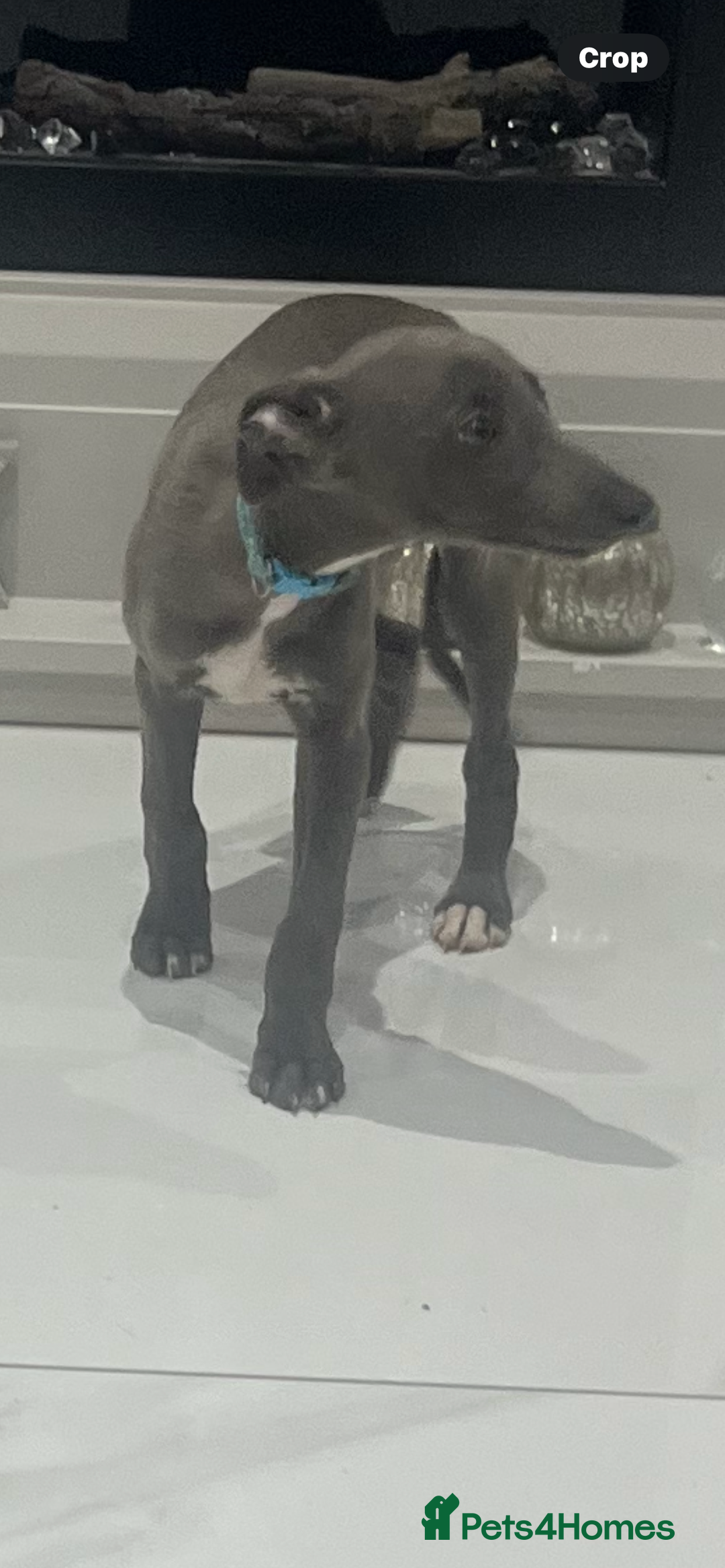 Whippet dogs for sale: 9 weeksold blue whippets ready to leave  - Image 14