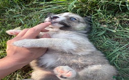 Pomsky dogs for sale: F4 HUSKY MARKED blue eyed Pups! ❄️ HEALTH TESTED - Image 3