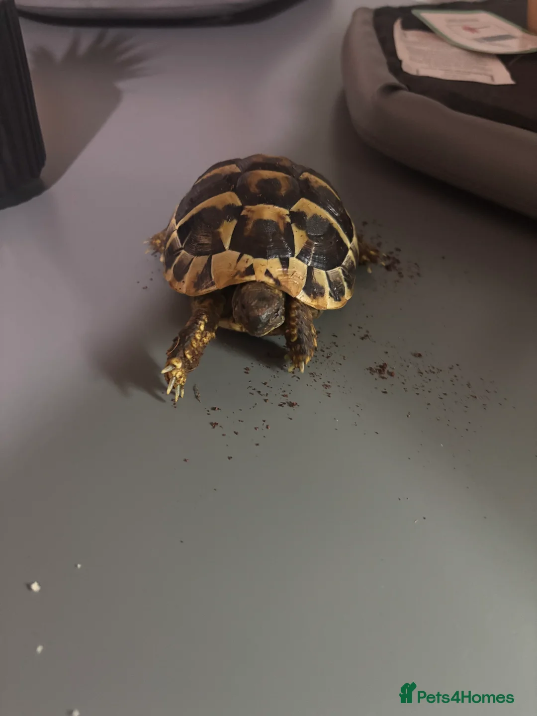 Tortoise reptiles for sale: Two Herman tortoises for sale  - Advert 2