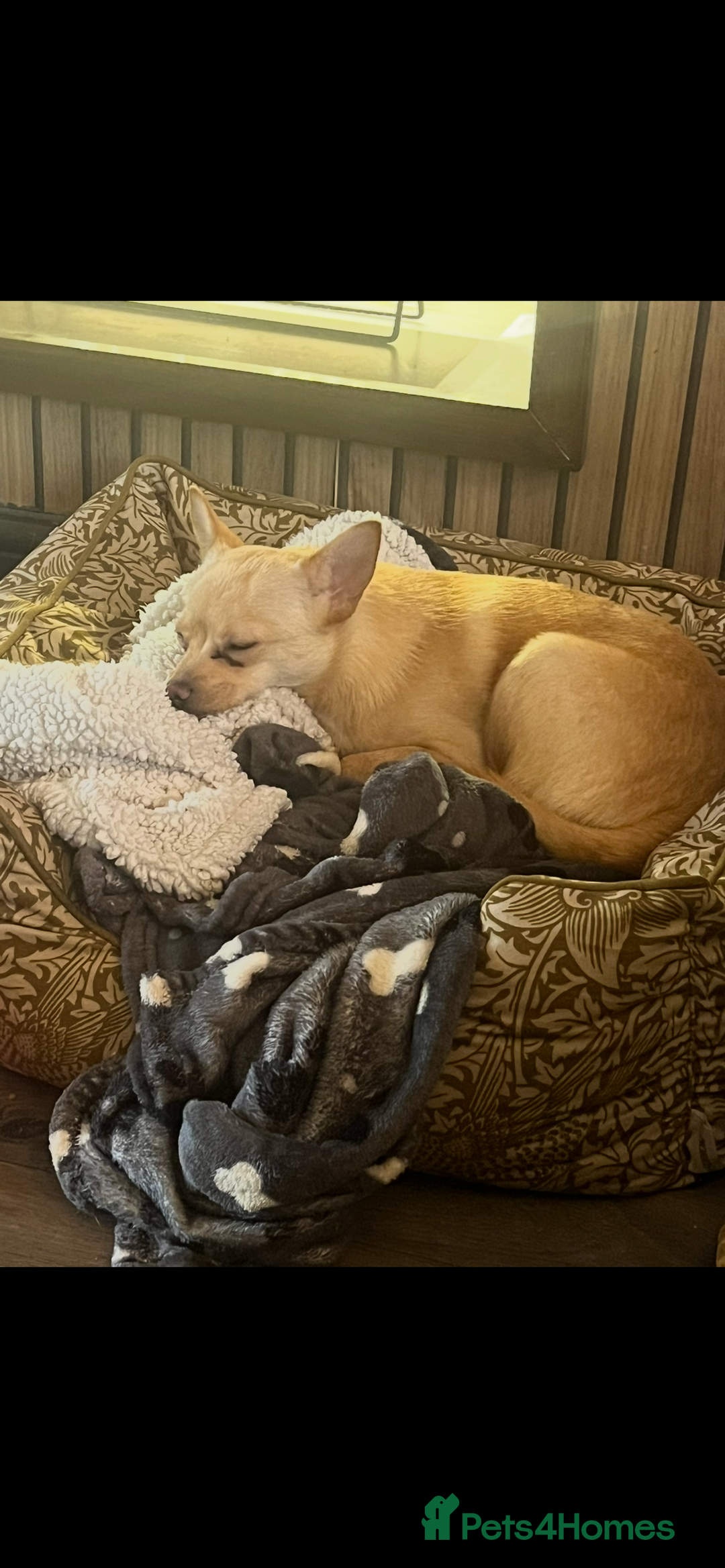 Pomchi dogs for sale: 9 month old female pomchi for rehoming.  - Advert 3