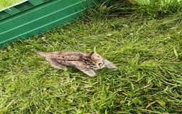 Mixed Breed cats for sale: Gorgeous kittens for sale - Image 8