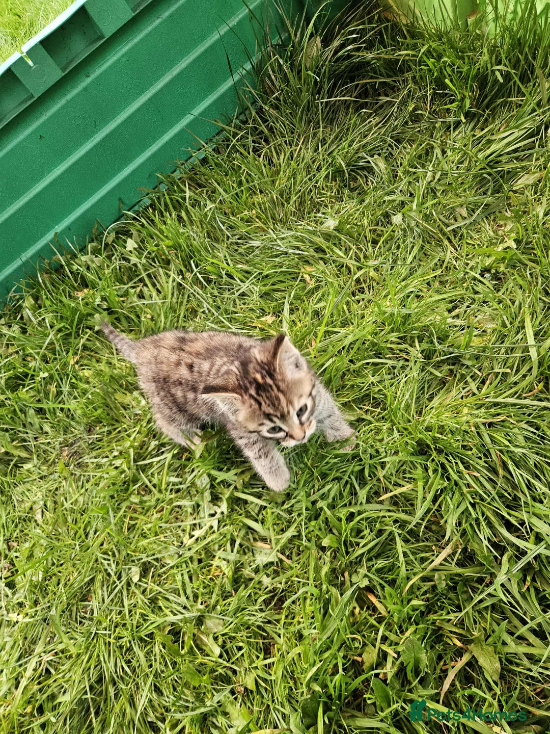 Mixed Breed cats for sale: Gorgeous kittens for sale - Image 8
