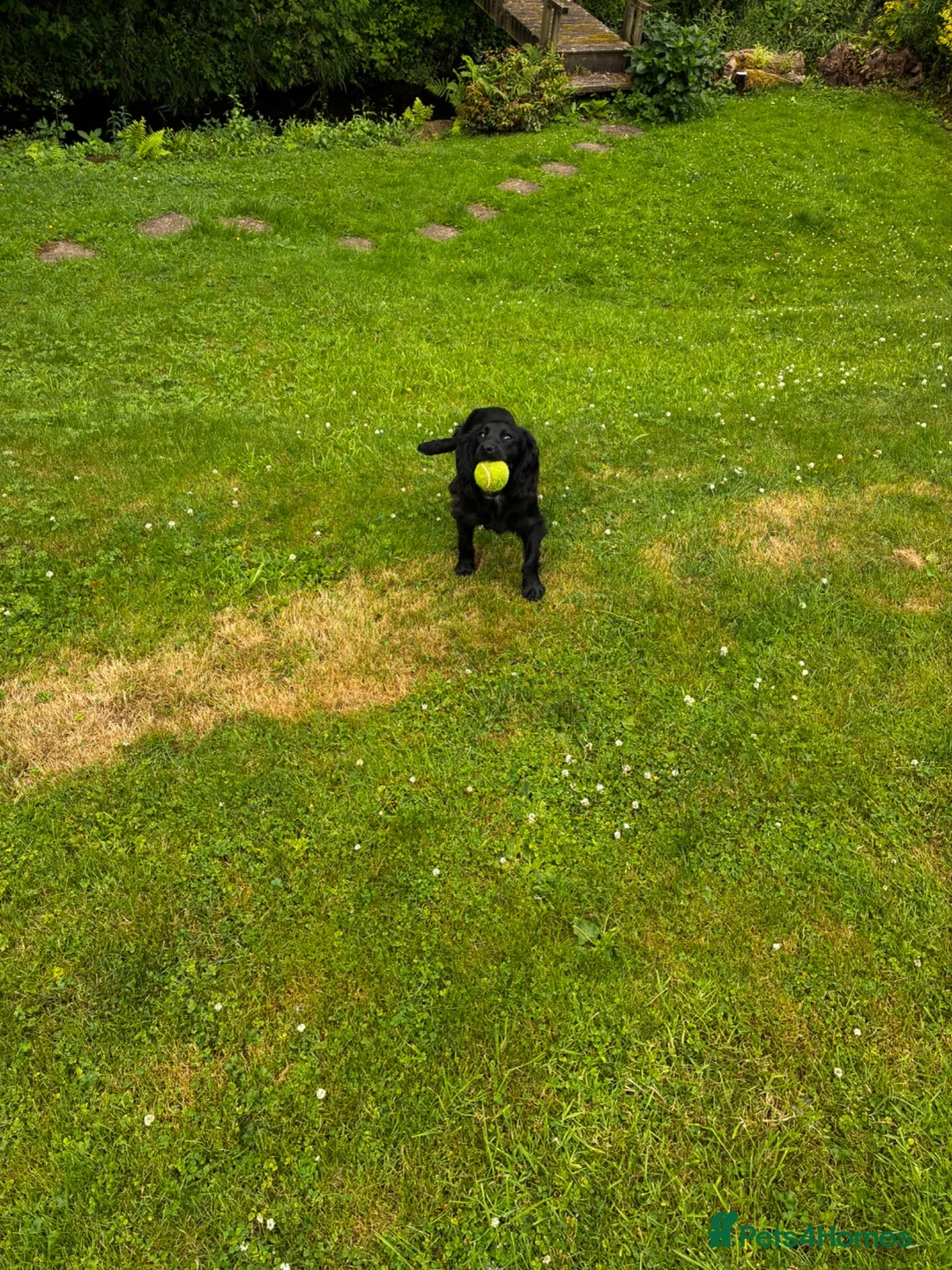 Cocker Spaniel dogs for sale: Kc registered 10 month old cocker spaniel bitch  - Advert 7