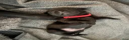 Labrador Retriever dogs for sale: Black KC Lab puppies - Advert 21