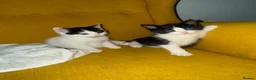 British Shorthair cats for sale: Adorable Black & White Kittens - Advert 11