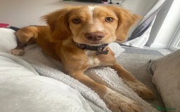 Cocker Spaniel dogs for sale: Skyla- working cocker spaniel 1yr 3mths - Image 4