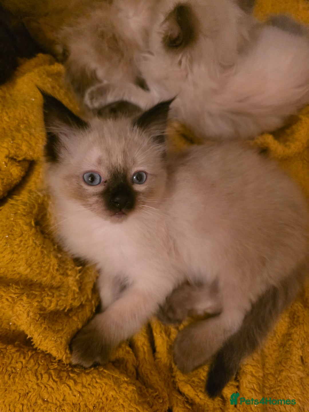 Ragdoll cats for sale: Beautiful Ragdoll kittens ready for a new home  - Advert 5