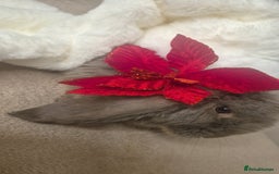 French Lop rabbits for sale: Long-Haired Pedigree French Lop GIANTS Elite Giant - Advert 6