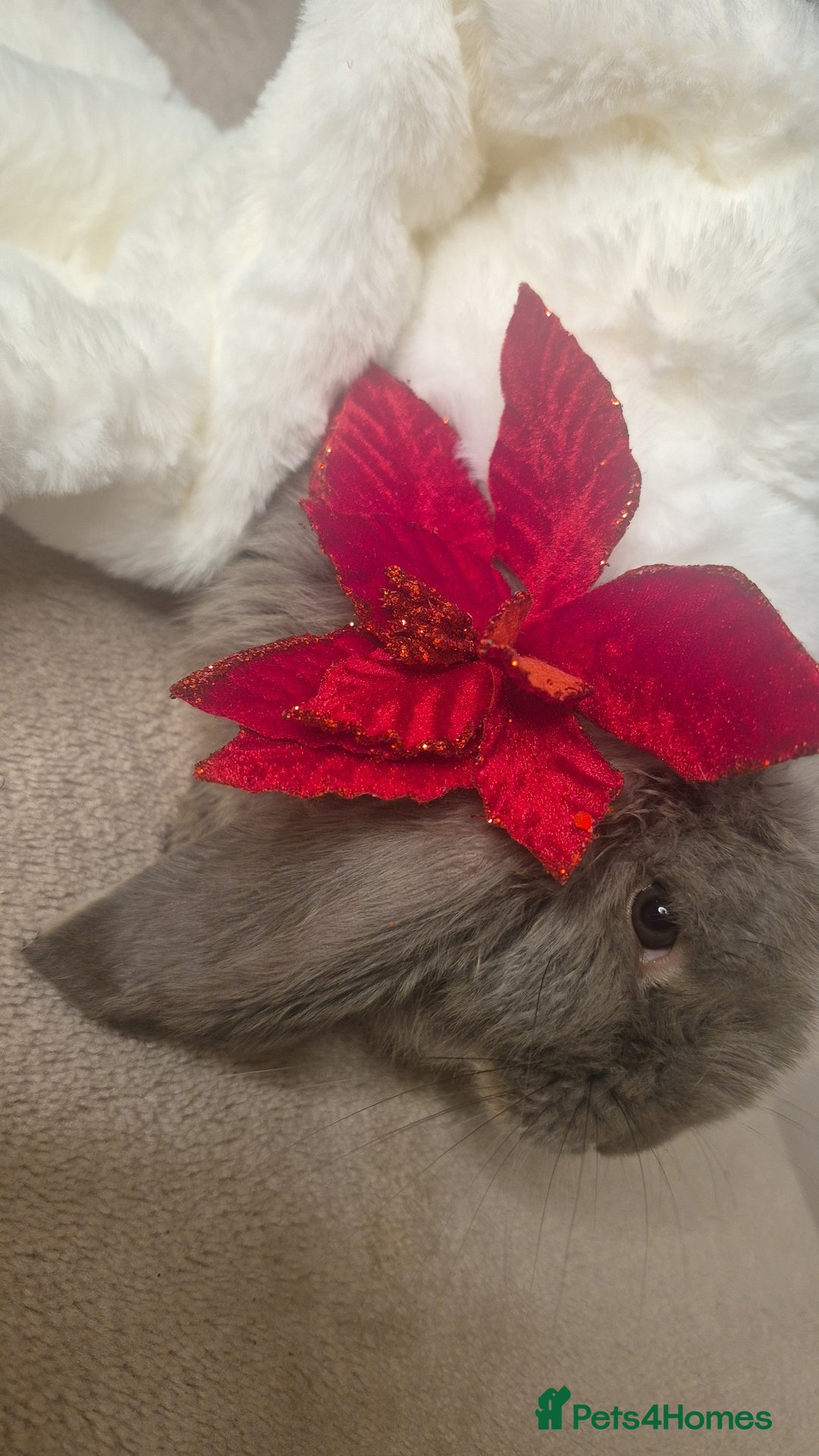 French Lop rabbits for sale: Long-Haired Pedigree French Lop GIANTS Elite Giant - Advert 6