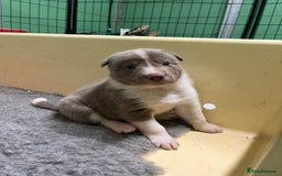 Border Collie dogs for sale: Fully health tested lilac and white kcreg puppies  - Image 7