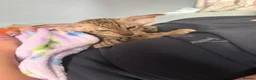 Oriental cats for sale: Gorgeous Oriental Kittens ready now - Advert 6